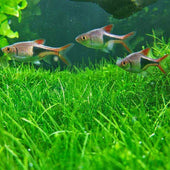 Dwarf Hairgrass Live Aquarium Plant Complete Guide