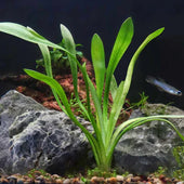 Dwarf Sagittaria Live Aquarium Plant Complete Guide