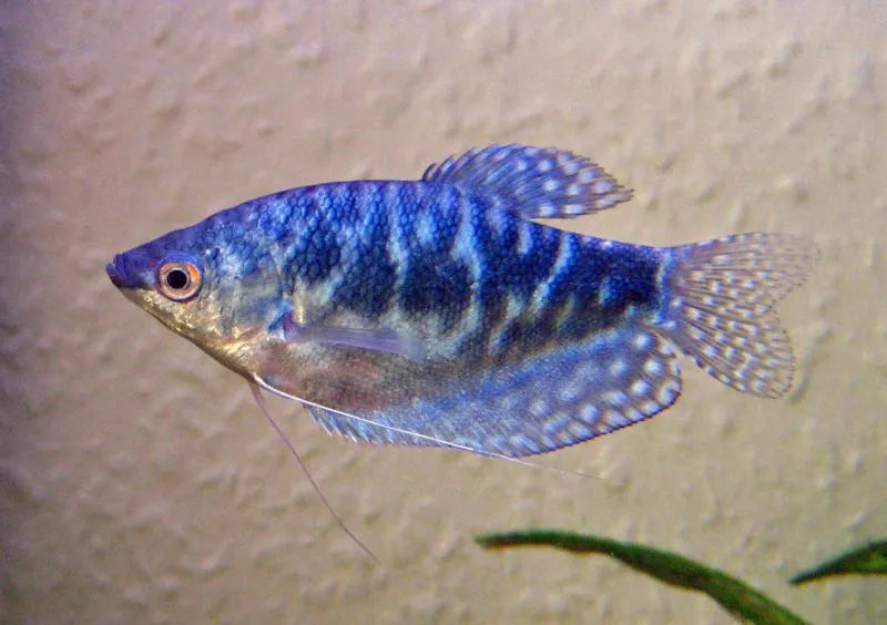 A Complete Guide On How to Care for Gourami