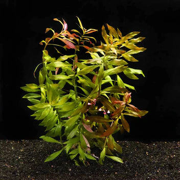 Ludwigia Repens Red Live Aquarium Plant Complete Guide