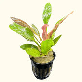 Red Rubin Sword Live Aquarium Plant Complete Guide