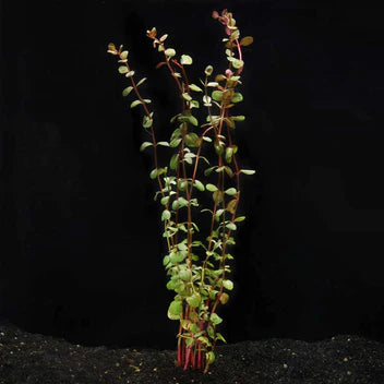 Rotala H’ra Live Aquarium Plant Complete Guide