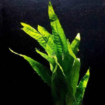 Java Fern Live Aquarium Plant Complete Guide