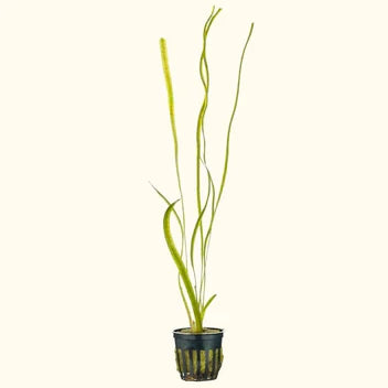 Jungle Vallisneria Live Aquarium Plant Complete Guide