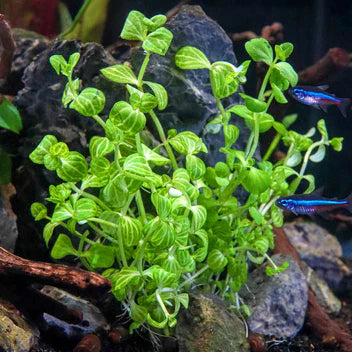 Lindernia Rotundifolia Watermelon Live Aquarium Plant Complete Guide