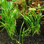 Micro Sword Live Aquarium Plant Complete Guide