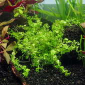 Monte Carlo Live Aquarium Plant Complete Guide