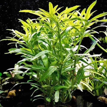 Pogostemon Stellatus 'Octopus' Live Aquarium Plant Complete Guide