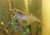 A Complete Guide On How to Care for Prawn