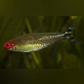 A Complete Guide On How to Care for Rummynose Tetra