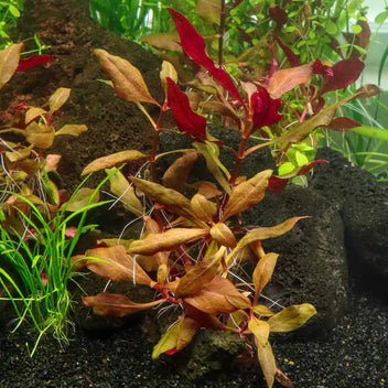 Scarlet Temple Live Aquarium Plant Complete Guide