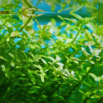 Bacopa Caroliniana Live Aquarium Plant Complete Guide