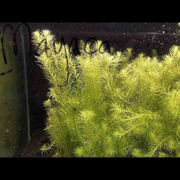 Mayaca Fluviatilis Live Aquarium Plant Complete Guide