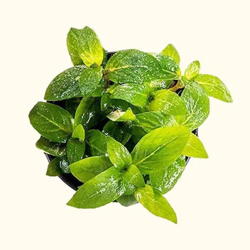 Staurogyne Repens Live Aquarium Plant Complete Guide