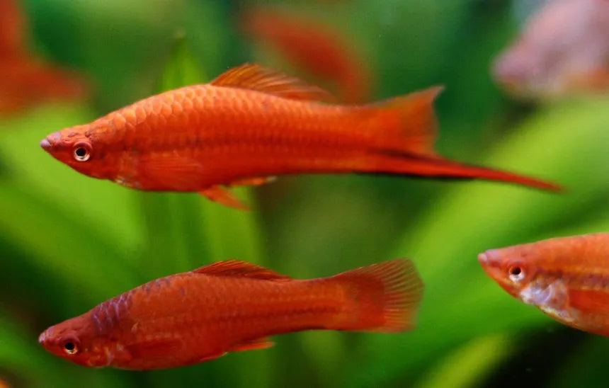 A Complete Guide On How to Care for Swordtails