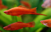 A Complete Guide On How to Care for Swordtails