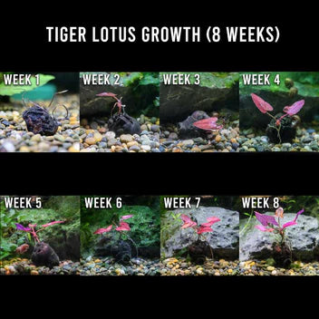 Tiger Lotus Bulb Live Aquarium Plant Complete Guide