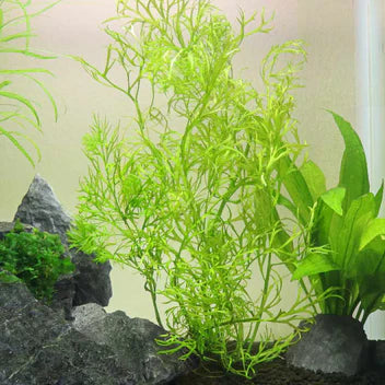 Water Sprite Live Aquarium Plant Complete Guide