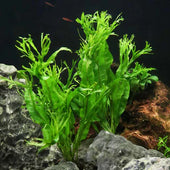 Windelov Java Fern Live Aquarium Plant Complete Guide