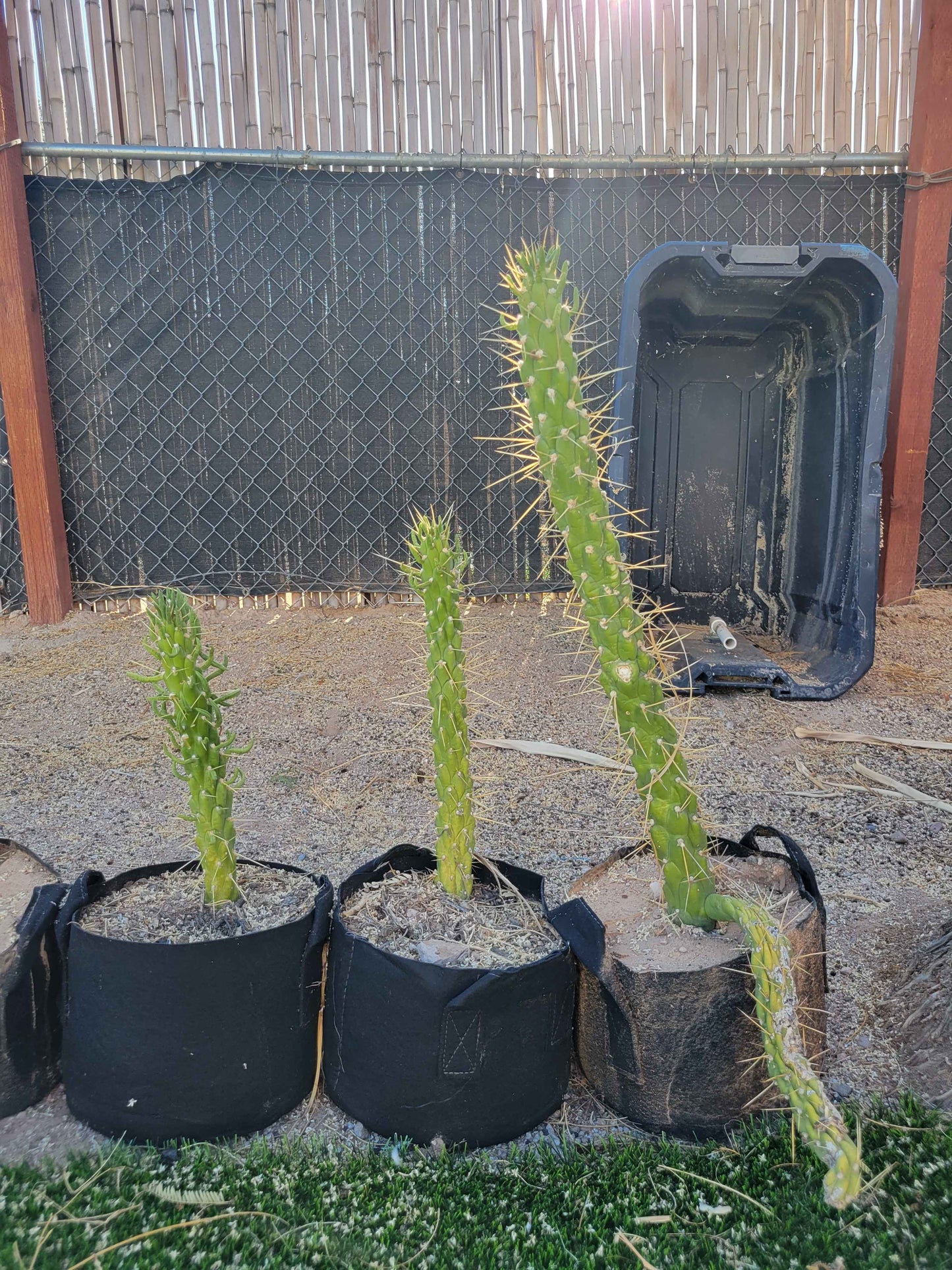 Snake Cholla Cactus