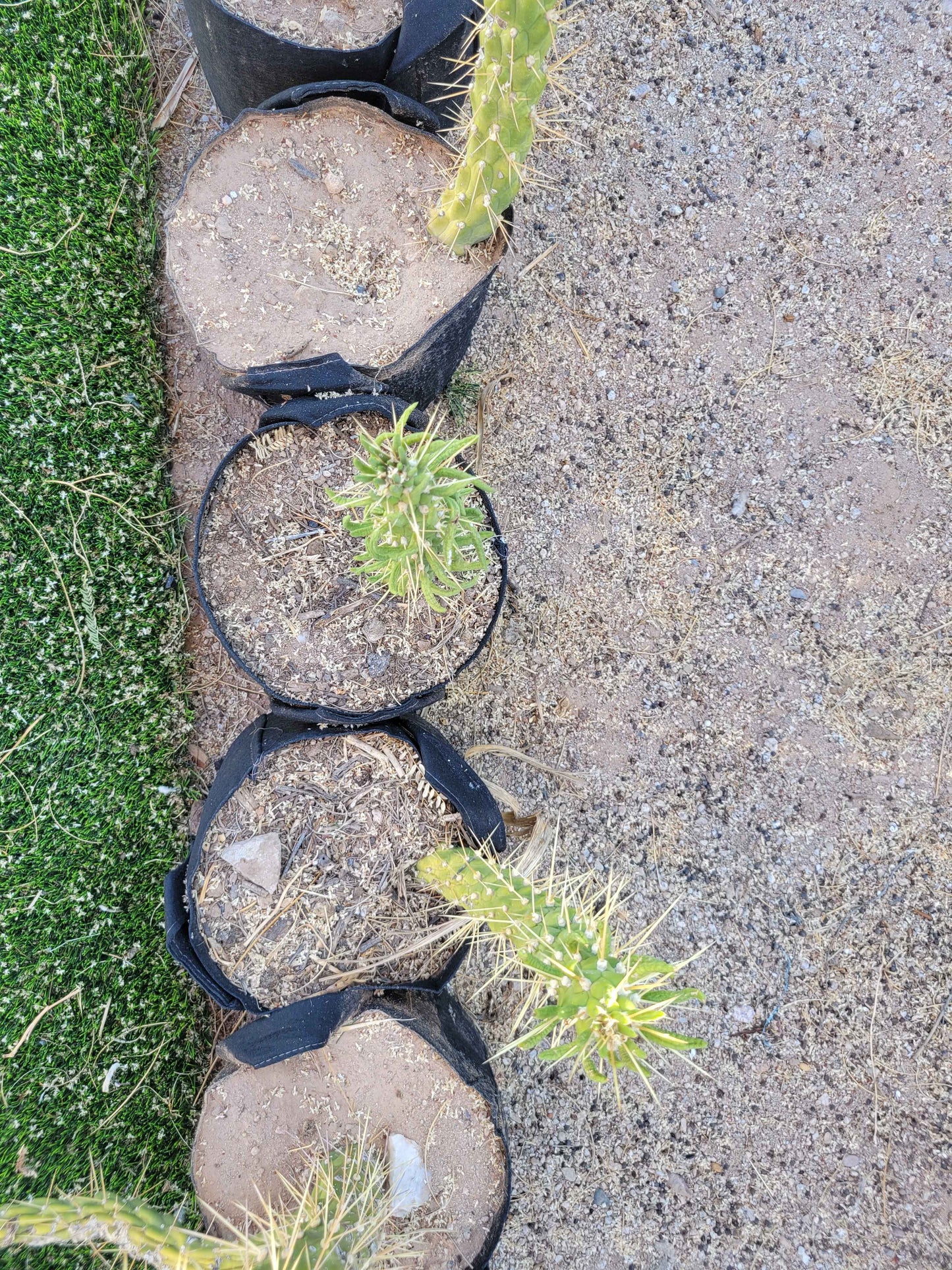 Snake Cholla Cactus