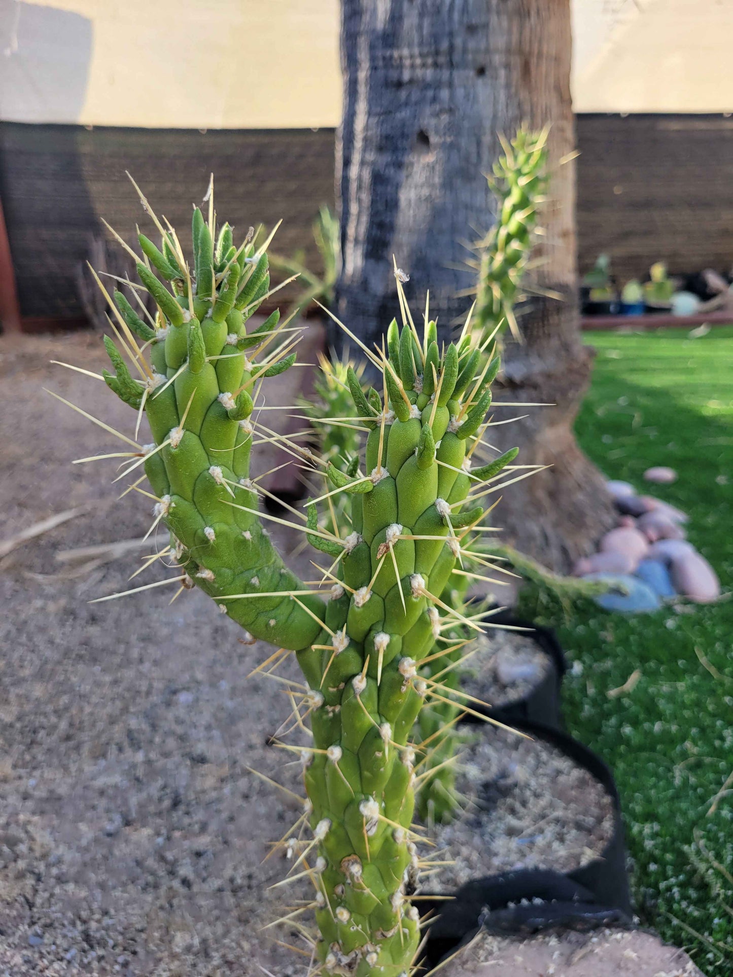 Snake Cholla Cactus