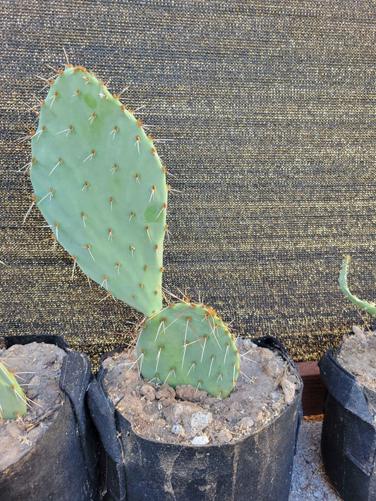 Prickly Pear Cactus