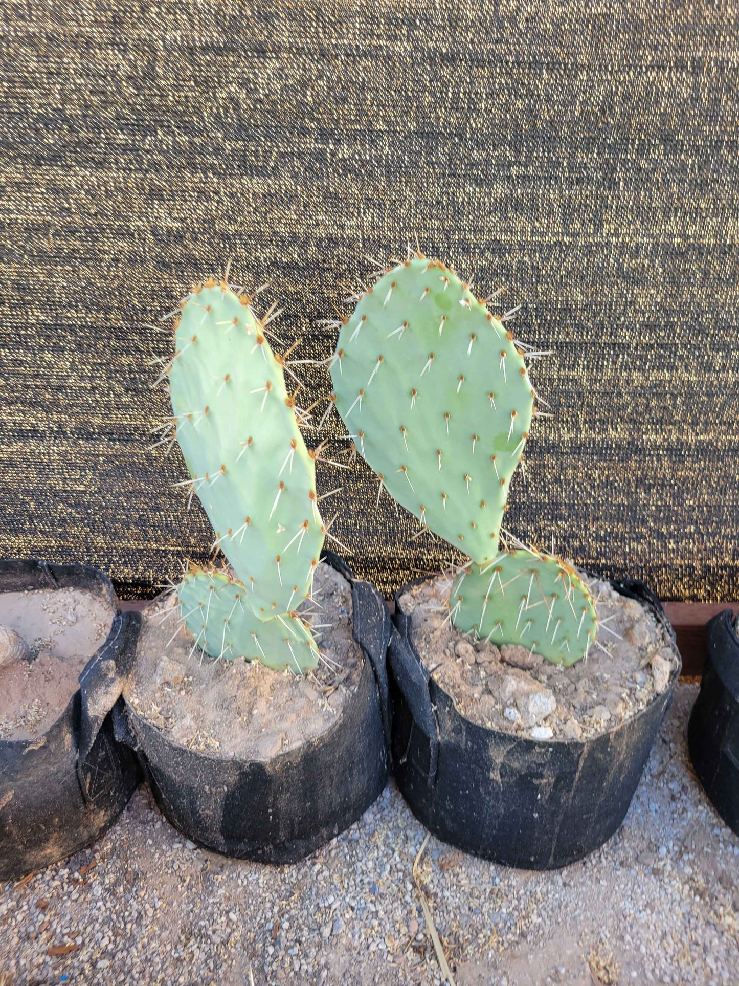 Prickly Pear Cactus