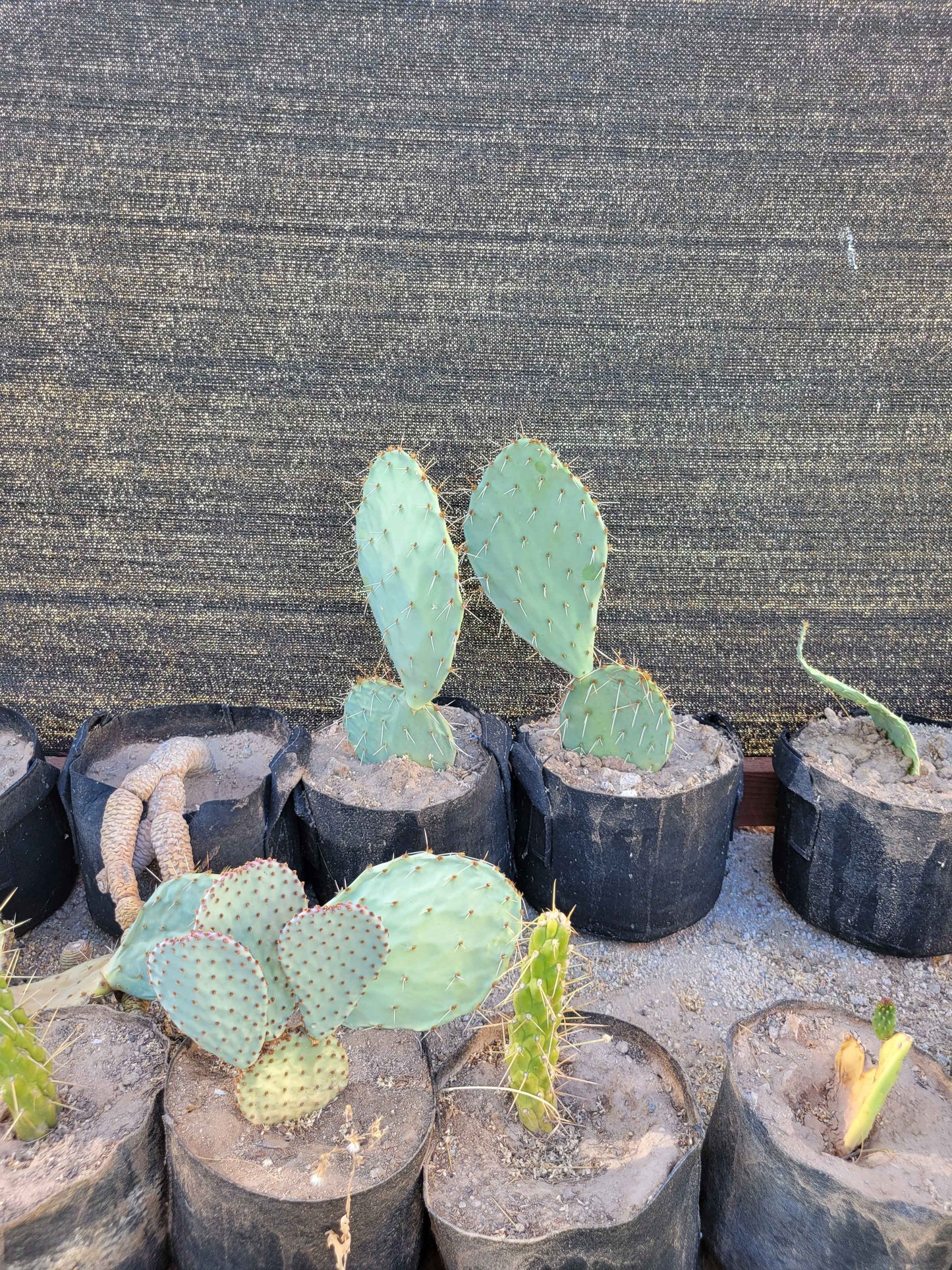 Prickly Pear Cactus