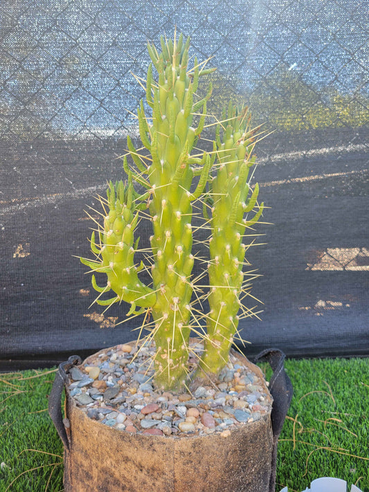 Snake Cholla Cactus