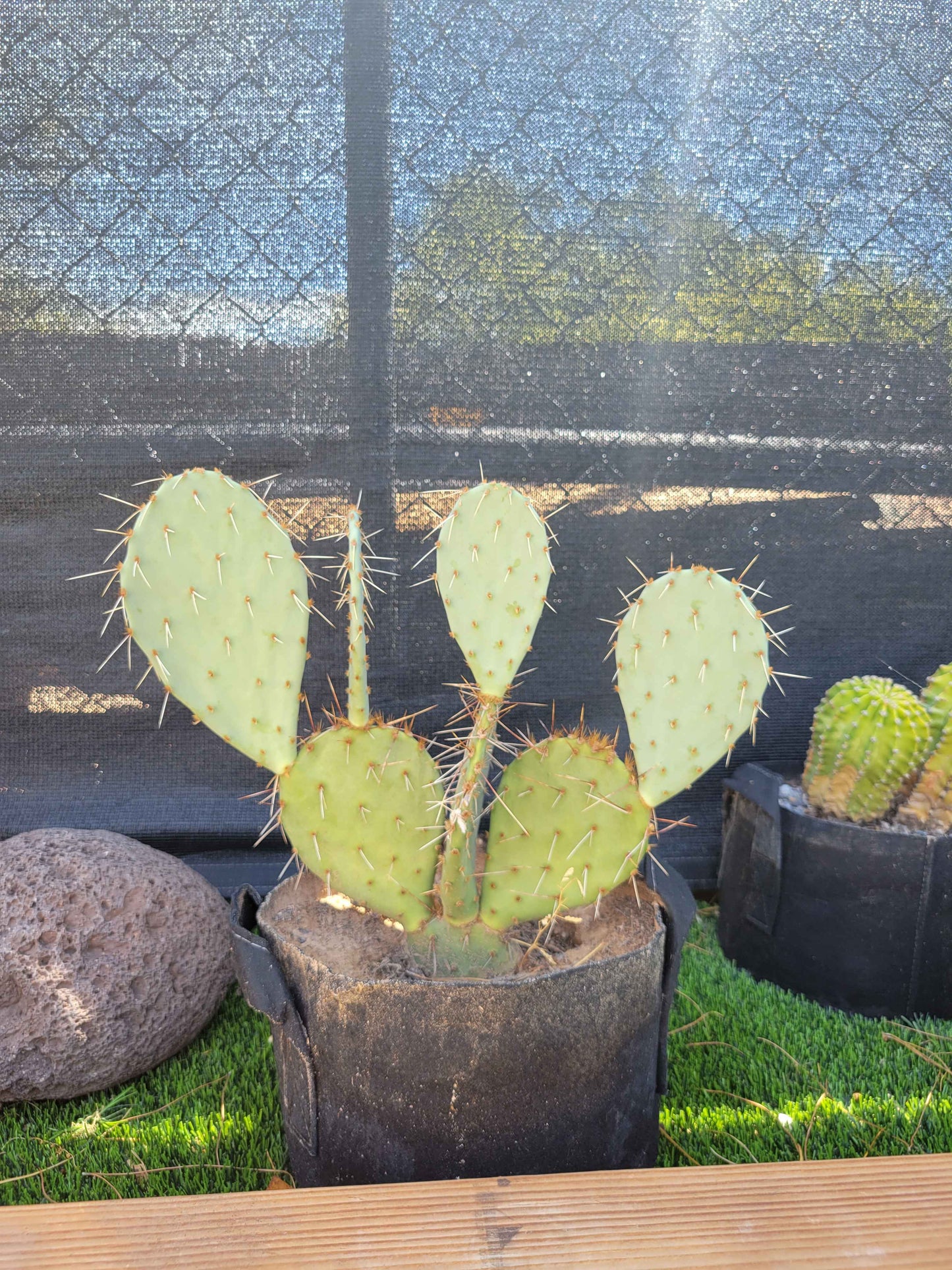 Prickly Pear Cactus