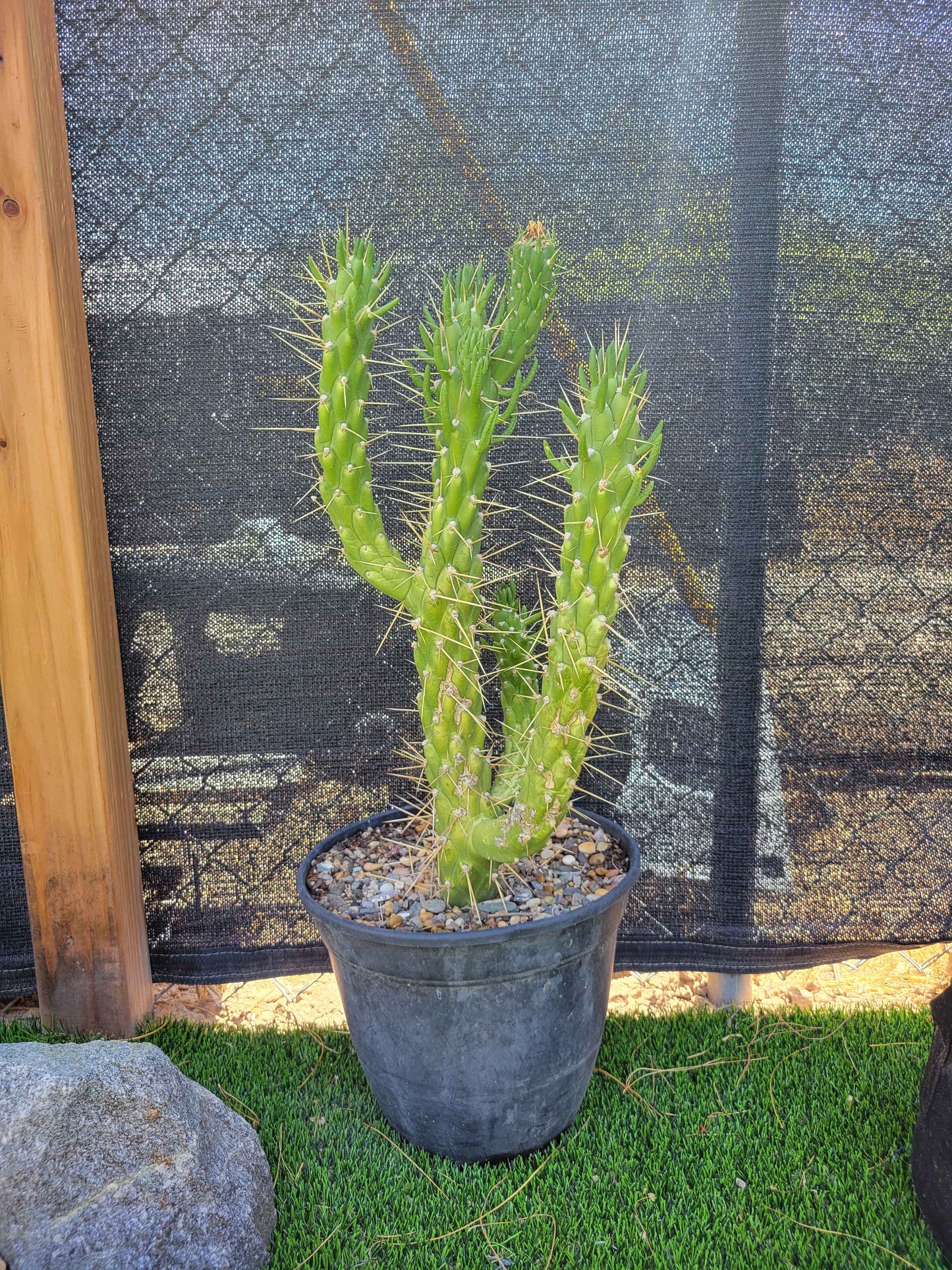 Snake Cholla Cactus