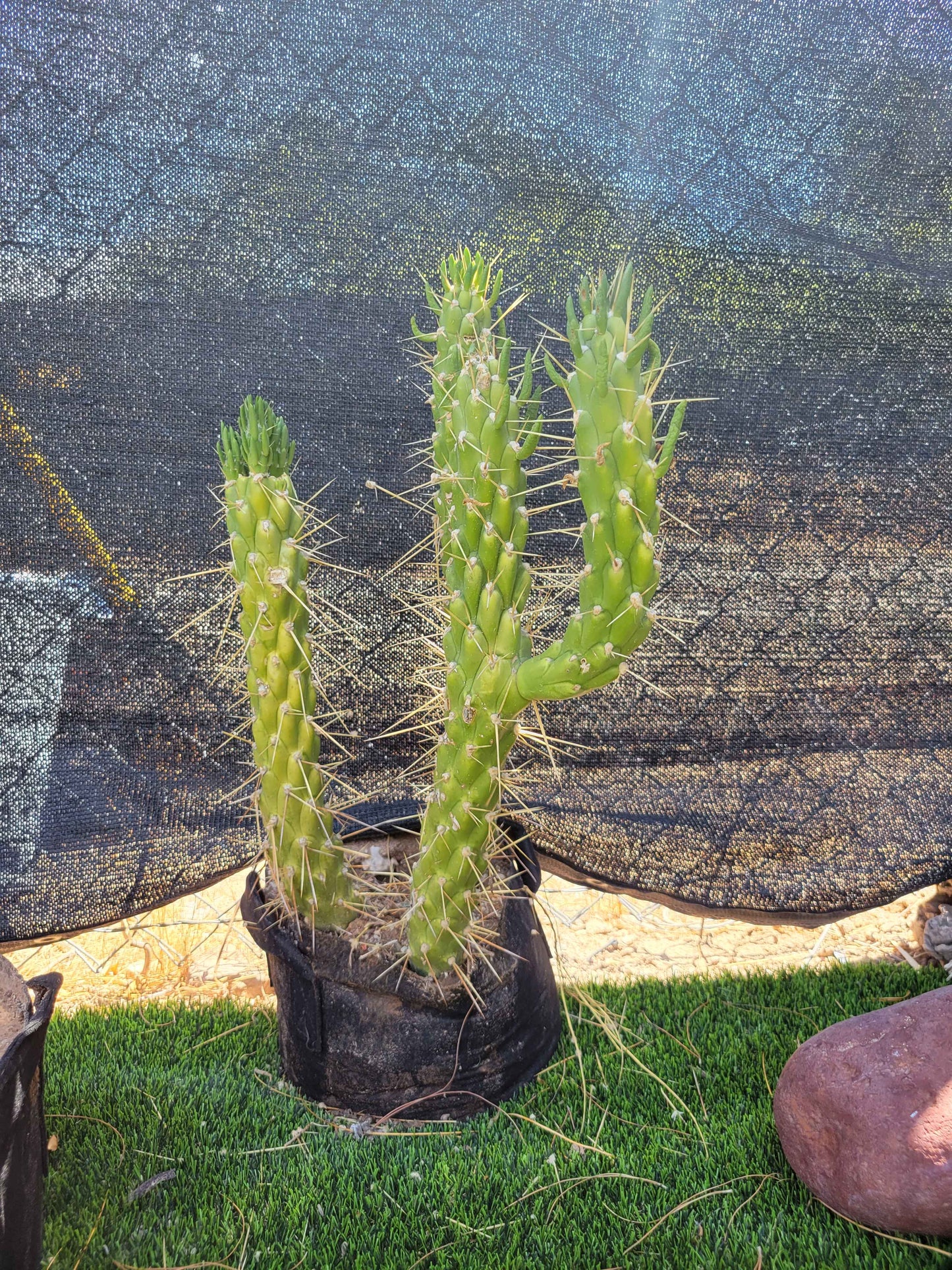 Snake Cholla Cactus