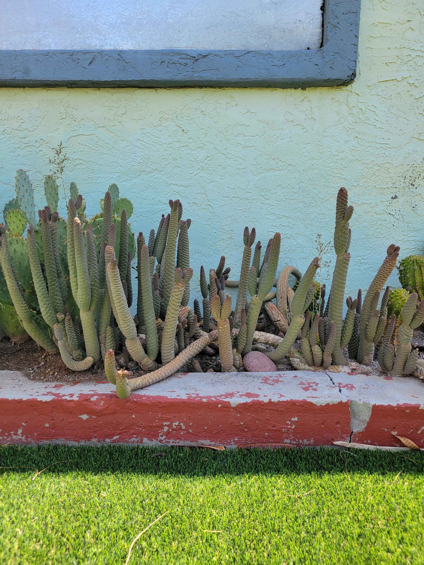 Pine Cone Cactus