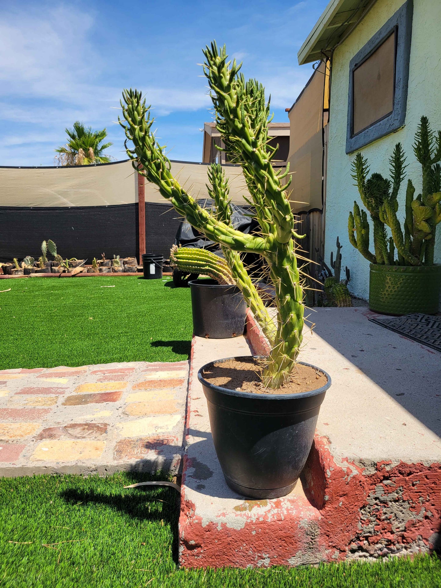 Snake Cholla Cactus