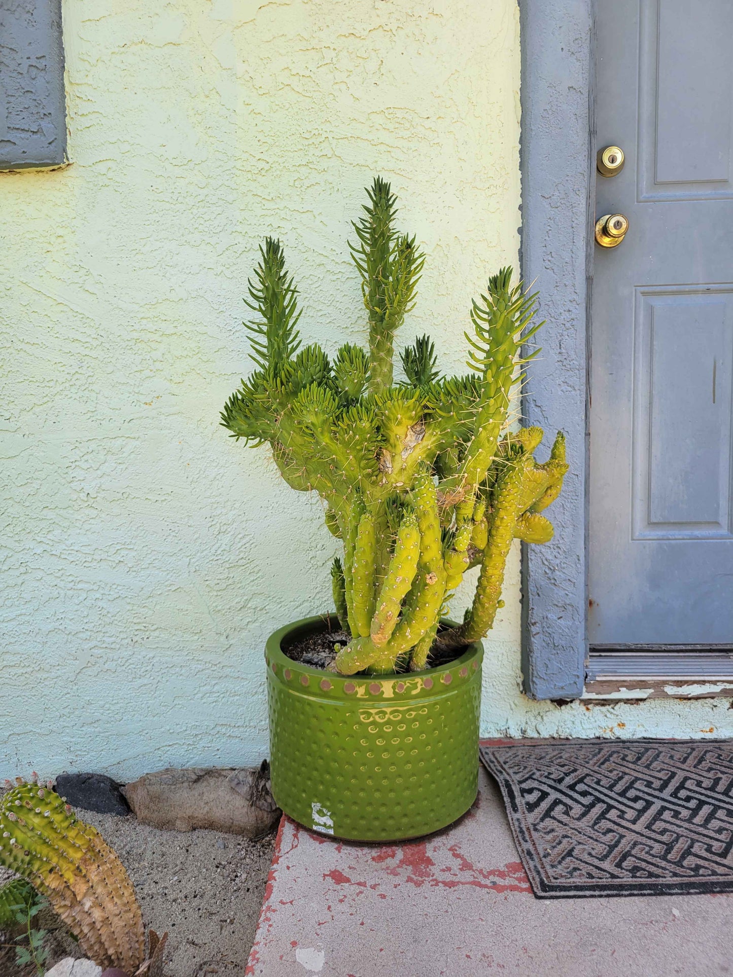 Snake Cholla Cactus