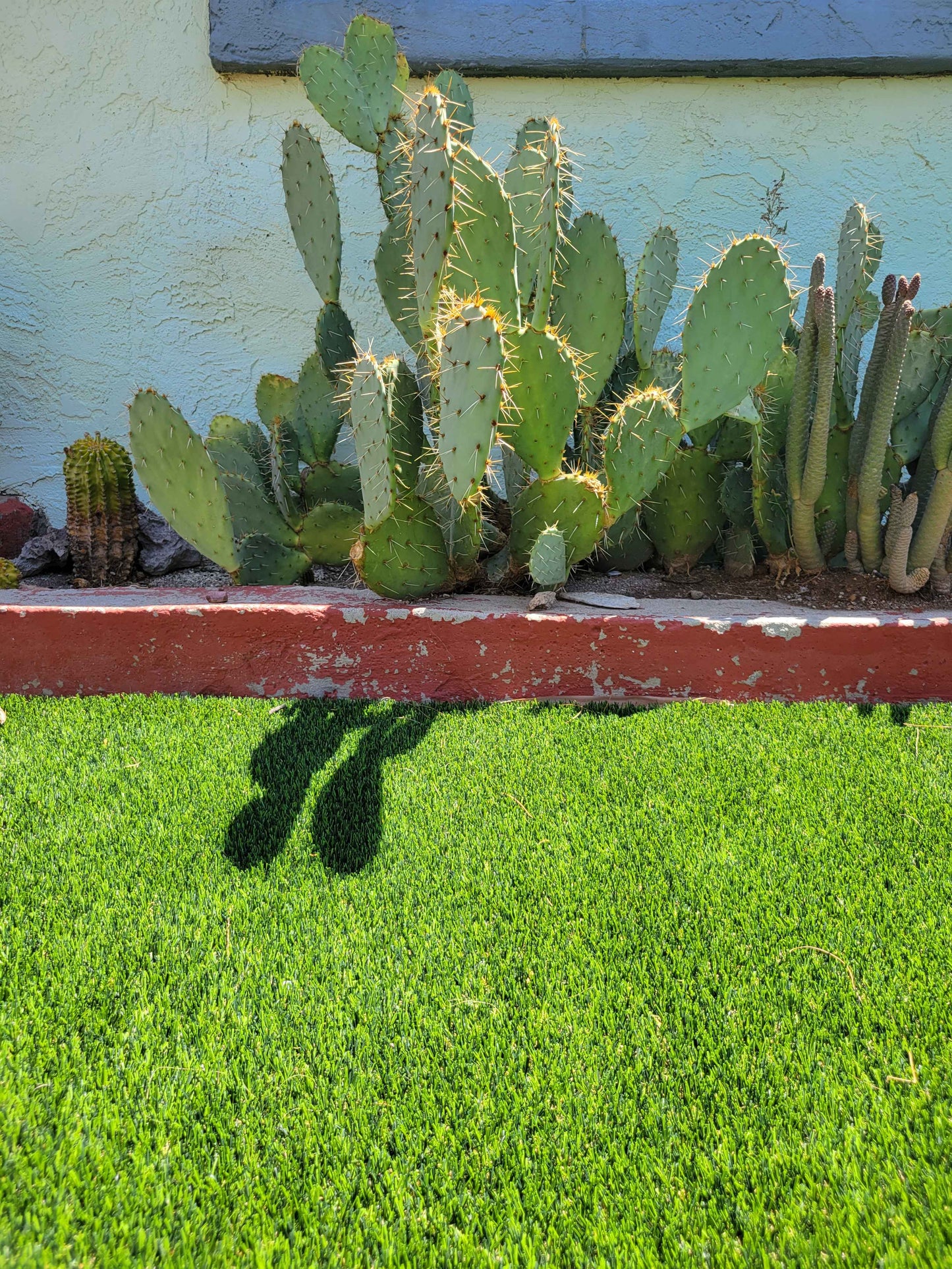 Prickly Pear Cactus