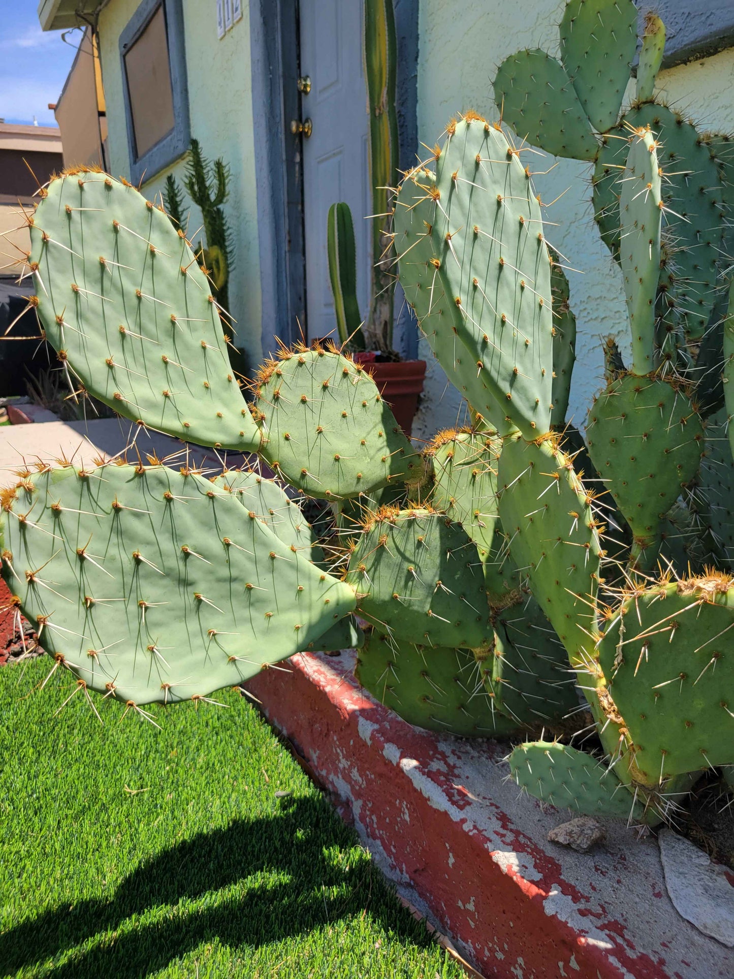 Prickly Pear Cactus