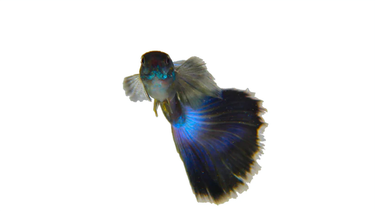 Blue Moscow Guppy Pair