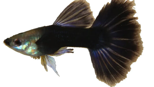 Half Black Blue Moscow Guppy Pair