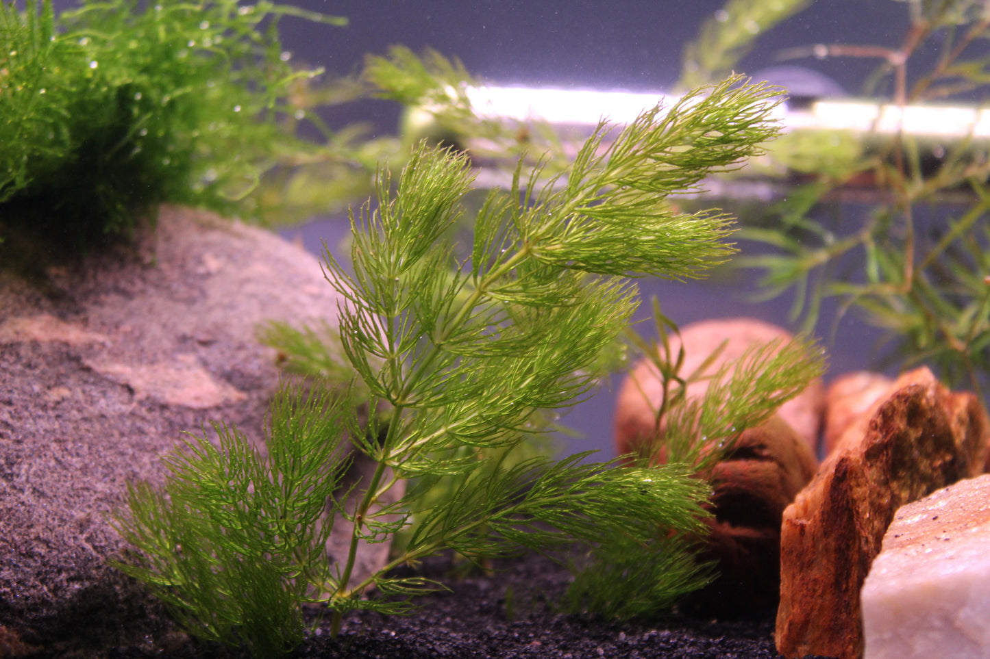 2+ Hornwort