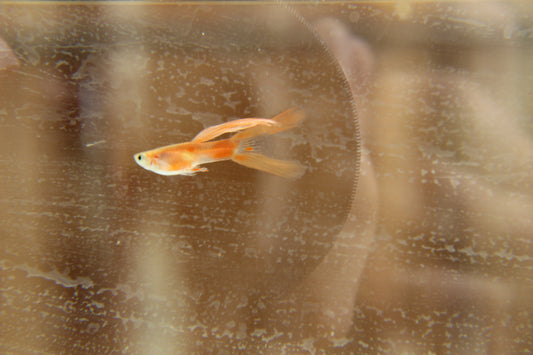 Red Gold Double Sword Tail Endler Guppy Pair