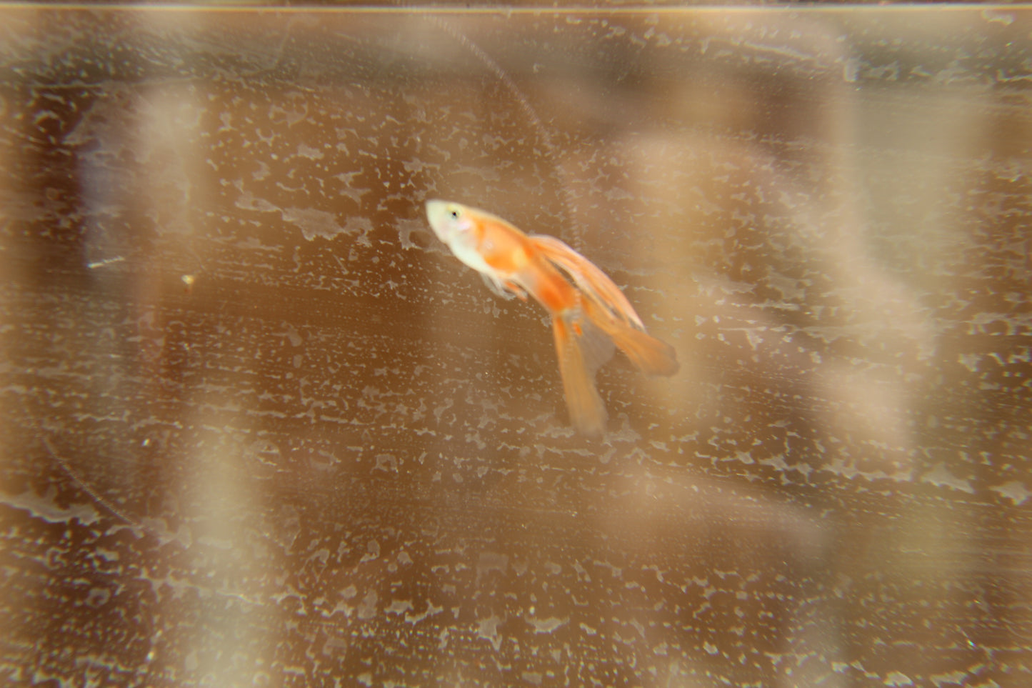 Red Double Swordtail Guppy Pair