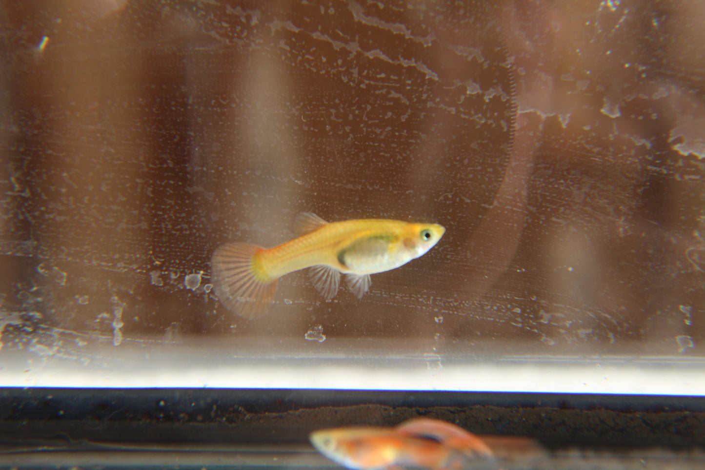 Red Double Swordtail Guppy Pair