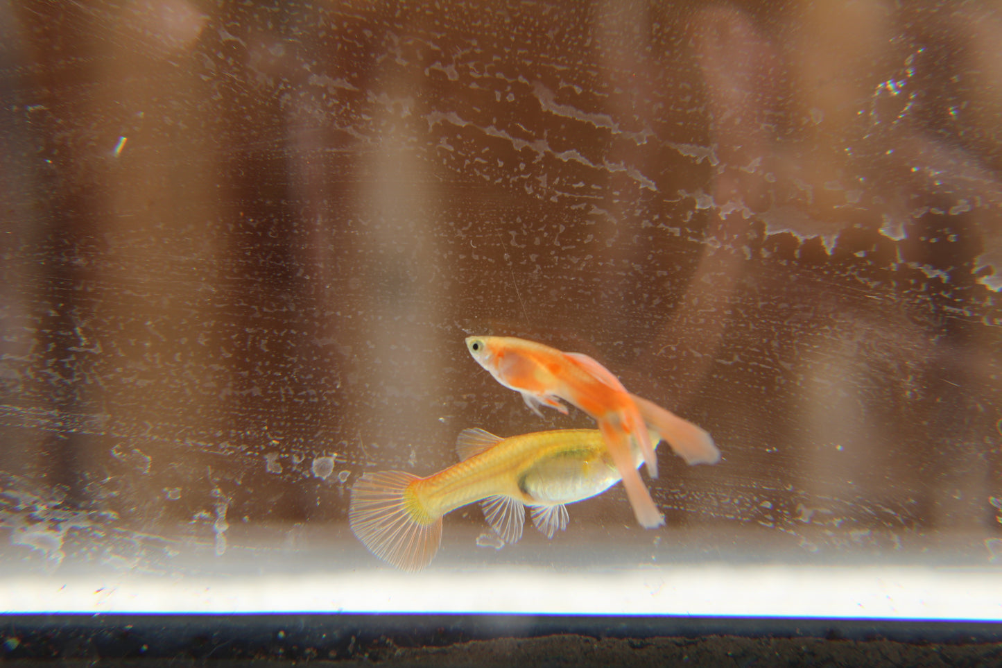 Red Double Swordtail Guppy Pair