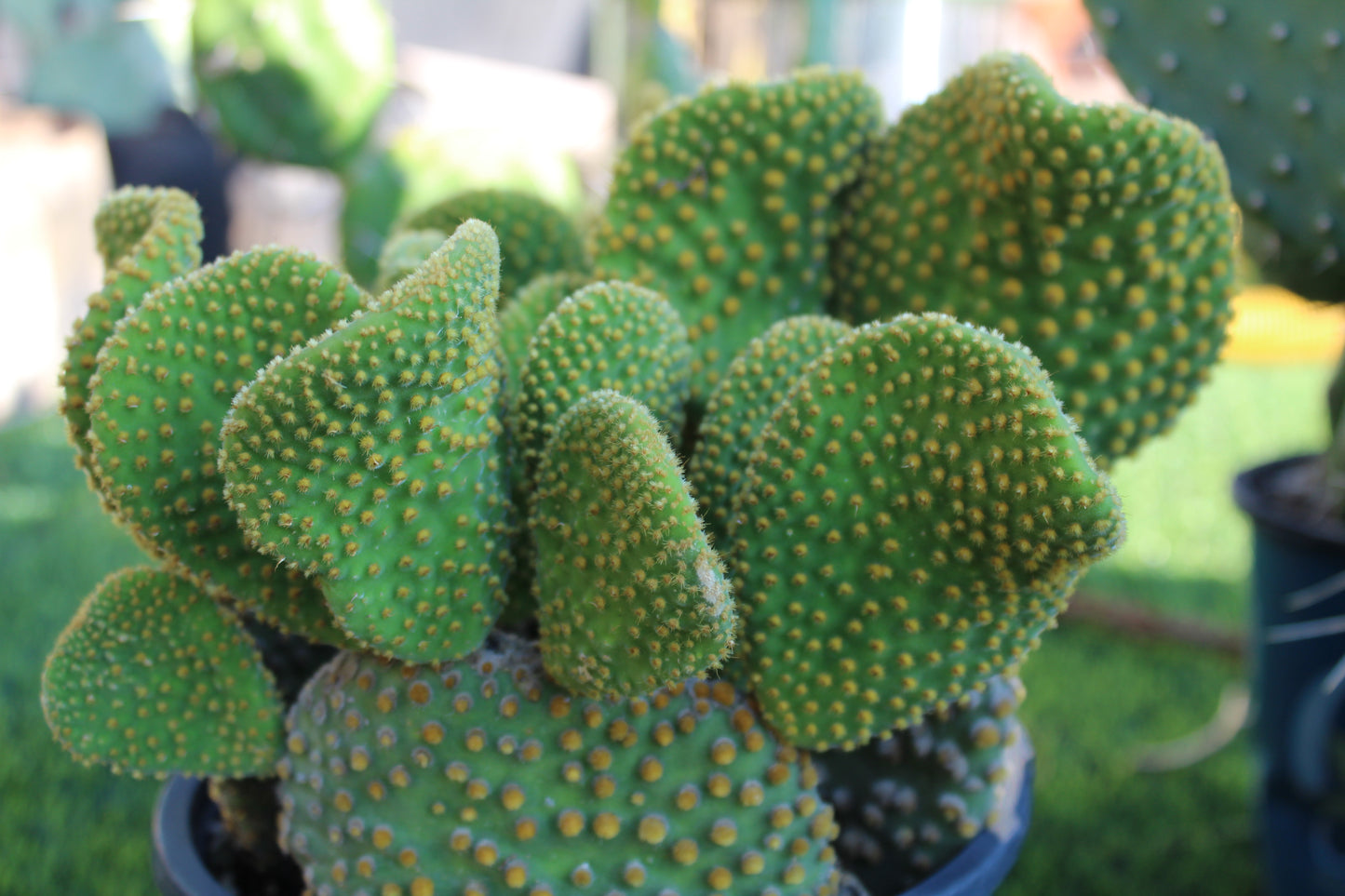 Opuntia Crazy Bunny Prickly Pear Cactus