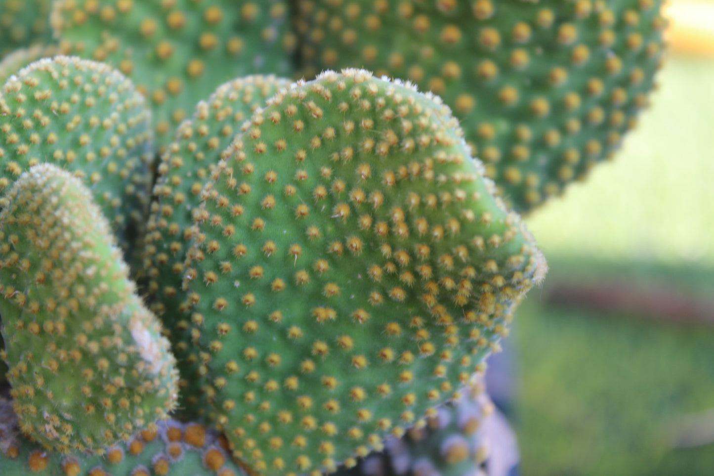 Opuntia Crazy Bunny Prickly Pear Cactus