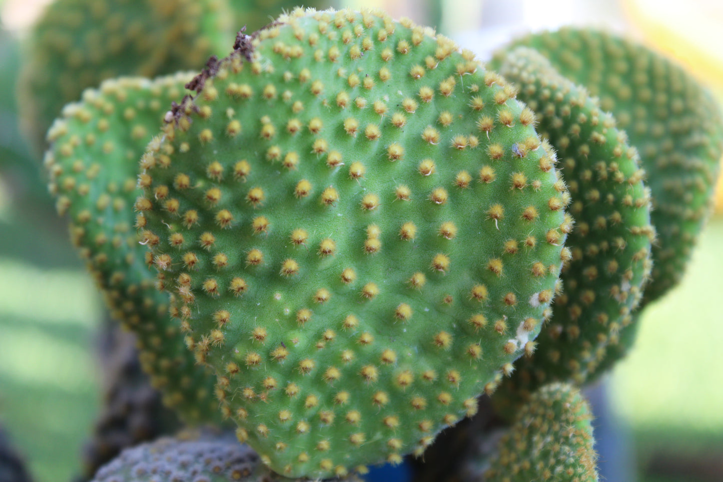 Opuntia Crazy Bunny Prickly Pear Cactus