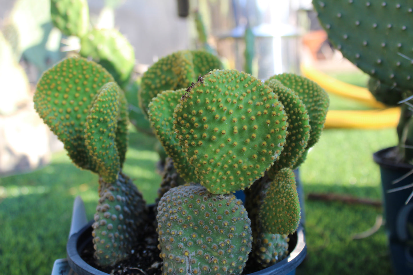Opuntia Crazy Bunny Prickly Pear Cactus