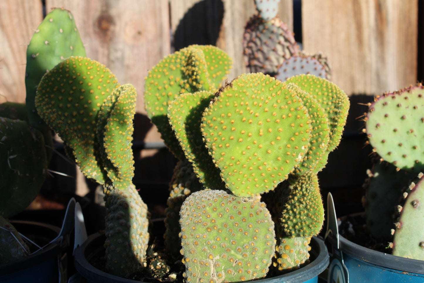 Opuntia Crazy Bunny Prickly Pear Cactus